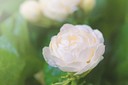 Jasmine flowerの写真素材