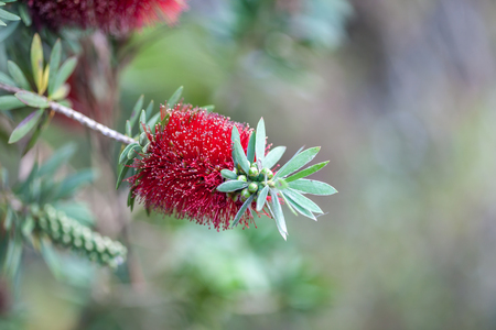 Red bottle-brush tree (Callistemon) flowerの写真素材