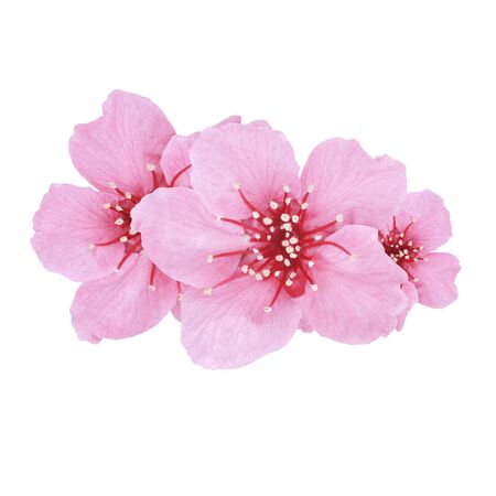 Beautiful Pink Cherry or Cherry Blossom isolated on white backgroundの写真素材