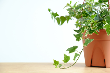 English Ivy plant in pot on wood tableの写真素材