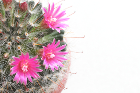Beautiful Pink Cactus Flower isolated on white backgroundの写真素材