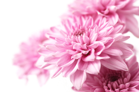 Pink Chrysanthemum isolated on white background,close up,soft focusの写真素材
