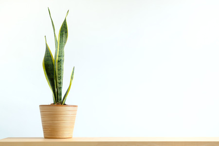 Sansevieria trifasciata or snake plant in pot on woodの写真素材
