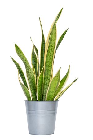 snake plant in pot, indoor plant isolated on white background