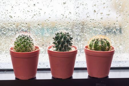 Cactus in pot displayed on window with water drops of rainの写真素材