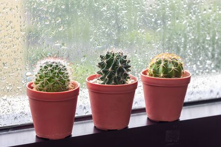 Cactus in pot displayed on window with water drops of rainの写真素材
