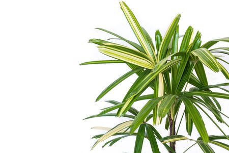 Lady Palm Plant isolated on white backgroundの写真素材