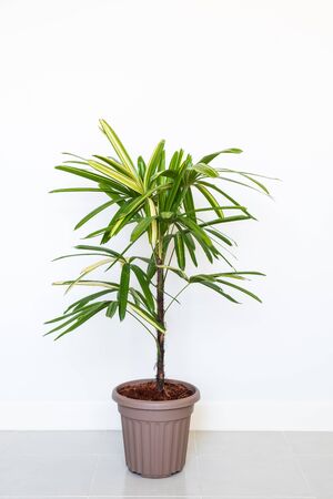 Lady Palm or Bamboo Palm in pot isolated on white wall backgroundの写真素材