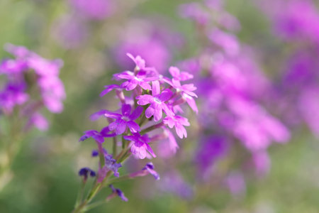 Verbena Flower,Beautiful Purple Flower in bloom, Springの写真素材