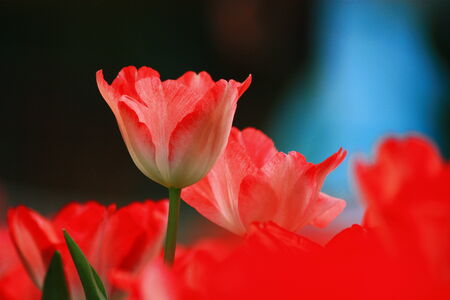 Red tulipの写真素材