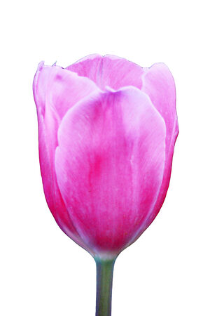 Pink Tulipの写真素材