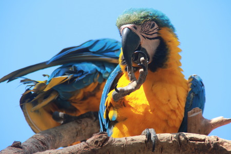 Two parrots on the branchesの写真素材