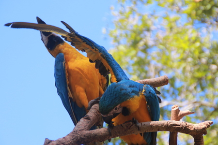 Two parrots on the branchesの写真素材