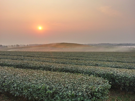 Tea plantation in morning and sunrise lightの写真素材