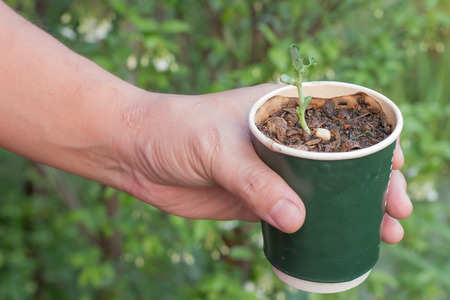 Sapling in cup coffice recycle, hand holding coffice recycle with sapling , save worldの写真素材