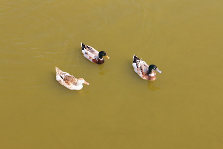 three duck swimming in the riverの写真素材