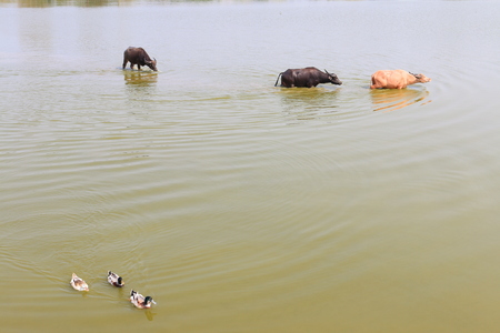 Buffalos and ducks in the river, white buffalo, asian buffaloの写真素材