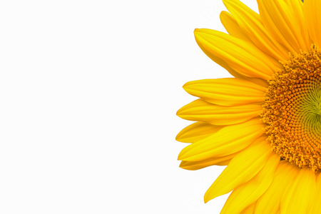 Sunflower isolated on white backgroundの写真素材