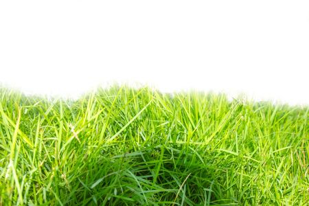 Green grass that is planted completely sunlightの写真素材