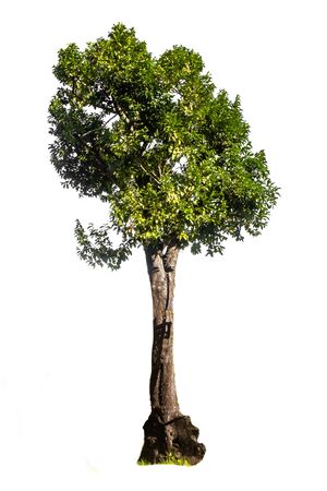 Big green single white background treeの写真素材