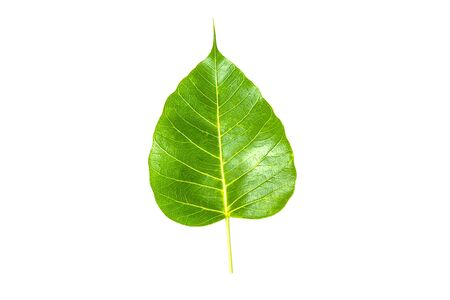 Golden bodhi leaves with silver and green on a white backgroundの写真素材