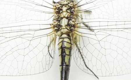 Dragonfly wings on a white background