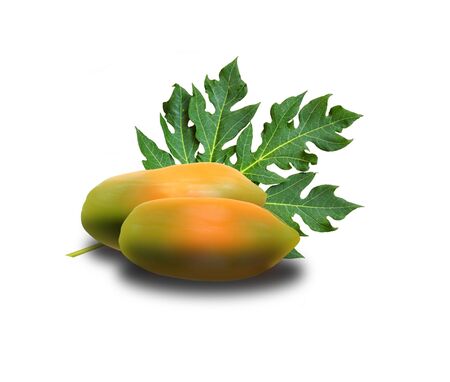 Two papaya trees on the ground with leaves and white backgroundの写真素材