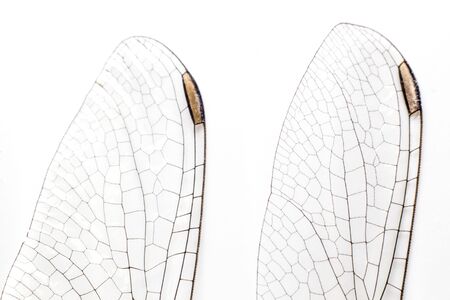 Dragonfly wings on a white backgroundの写真素材
