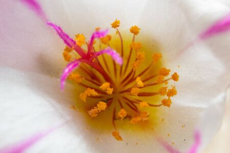 Colorful flowers White, yellow, red, purple,Pinkの写真素材