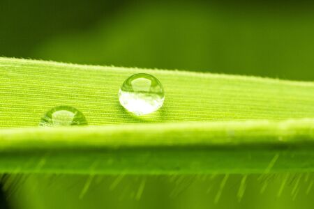 Green leaf drop 
Long leaves 
Green backgroundの写真素材