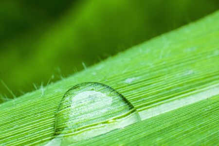  Green leaf drop 
Long leaves 
Green backgroundの写真素材