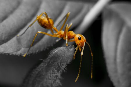 red ant Sticking to the leaves 
Look at the cameraの写真素材