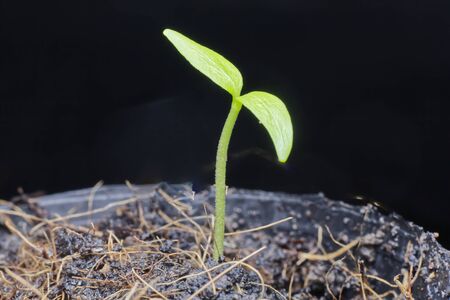 Young trees are growing Sprout the leavesの写真素材