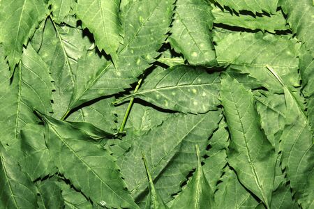 Leaves green  background  Nature conceptの写真素材