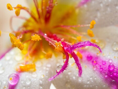 Colorful flowers White, yellow, red, purple,Pinkの写真素材