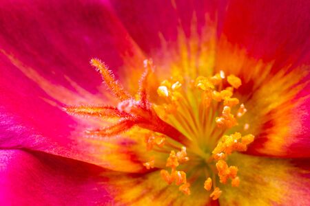 Colorful flowers One macro imageの写真素材