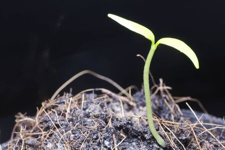 Young trees are growing Sprout the leavesの写真素材
