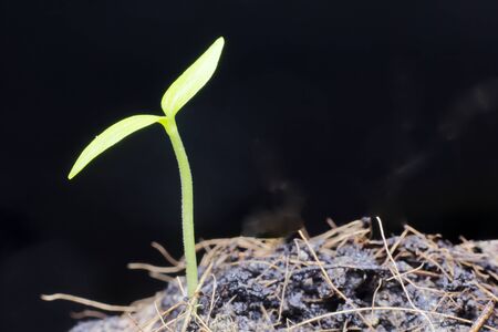 Young trees are growing Sprout the leavesの写真素材