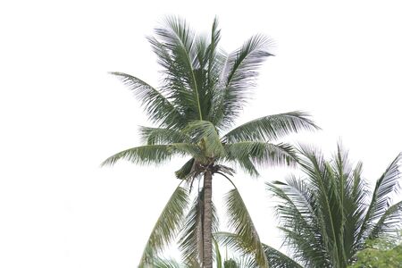 Coconut trees decorated in a white backgroundの写真素材