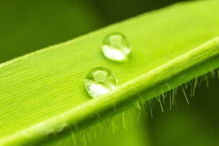  Green leaf drop 
Long leaves 
Green backgroundの写真素材