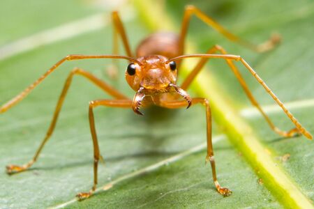 red ant Macro image Nearestの写真素材