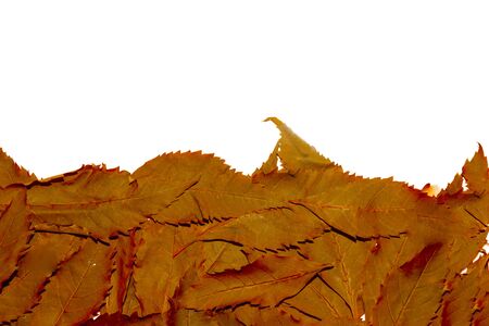 Leaves red isolated 
White backgroundの写真素材
