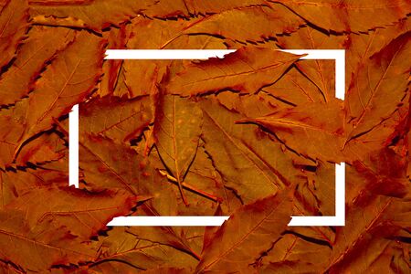 Leaves rad  background  Nature conceptの写真素材