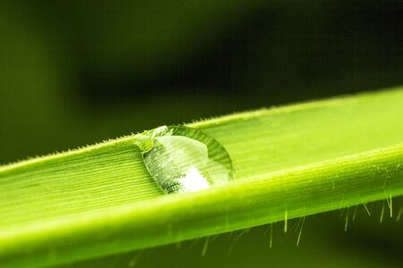 Green leaf drop 
Long leaves 
Green backgroundの写真素材