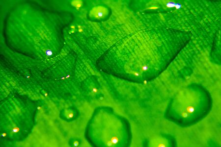 Green droplets 
Natural leavesの写真素材