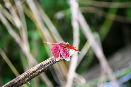Dragonfly Colorfulの写真素材