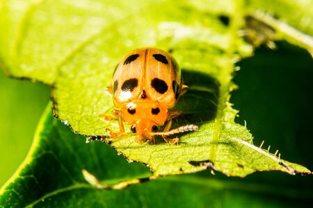 Small insect expand macroの写真素材