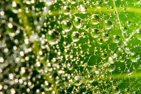 Water drops cobweb expand macroの写真素材