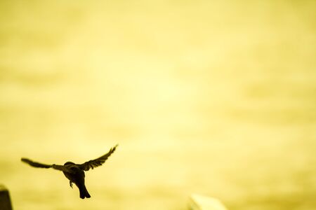 Flying birdsの写真素材
