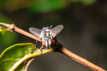 fly Leaf islandの写真素材